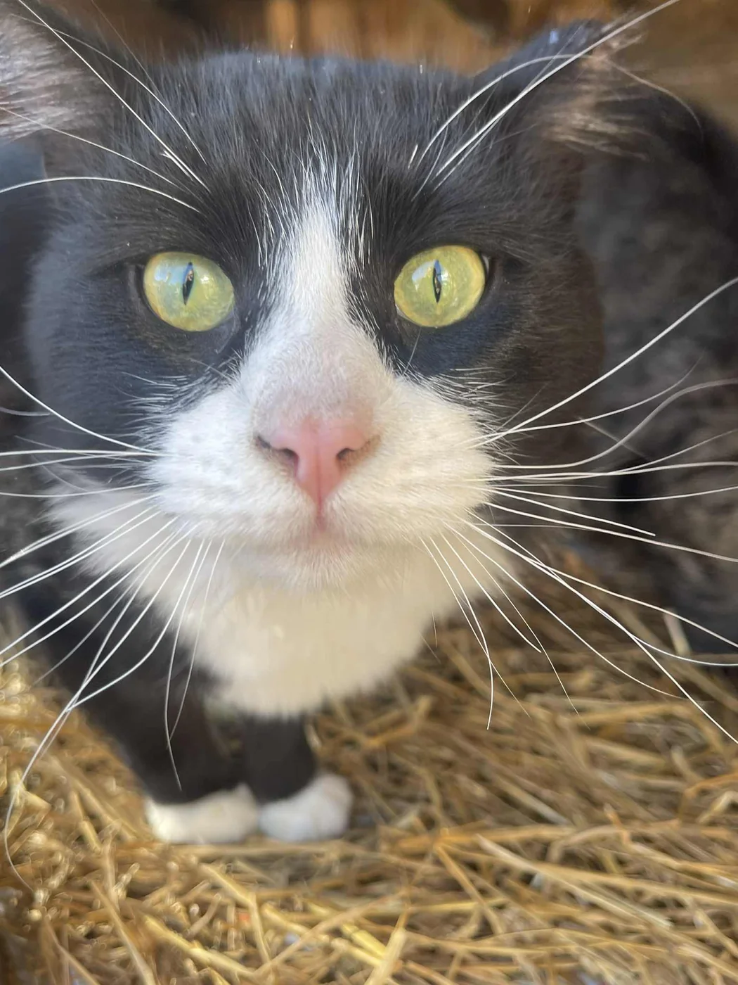 Black-and-white community cat resting on straw