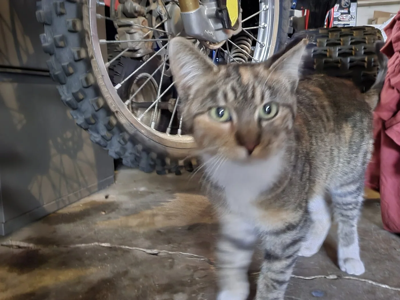 Gray-and-white community cat near a bicycle