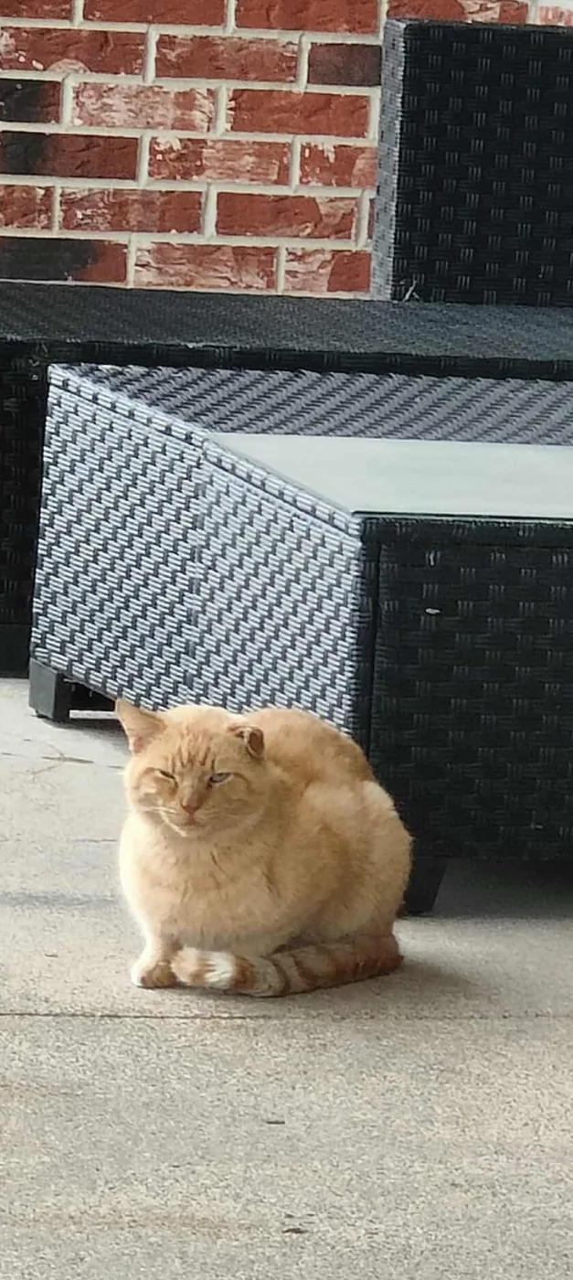 Orange community cat sitting near a building