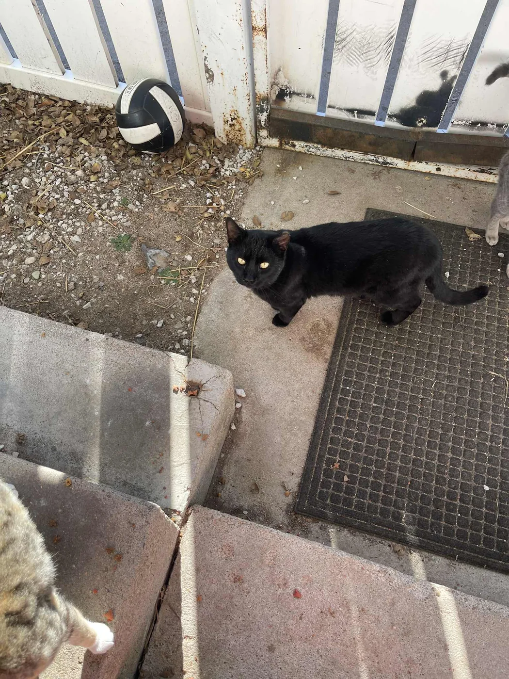 Black community cat resting near a doorway