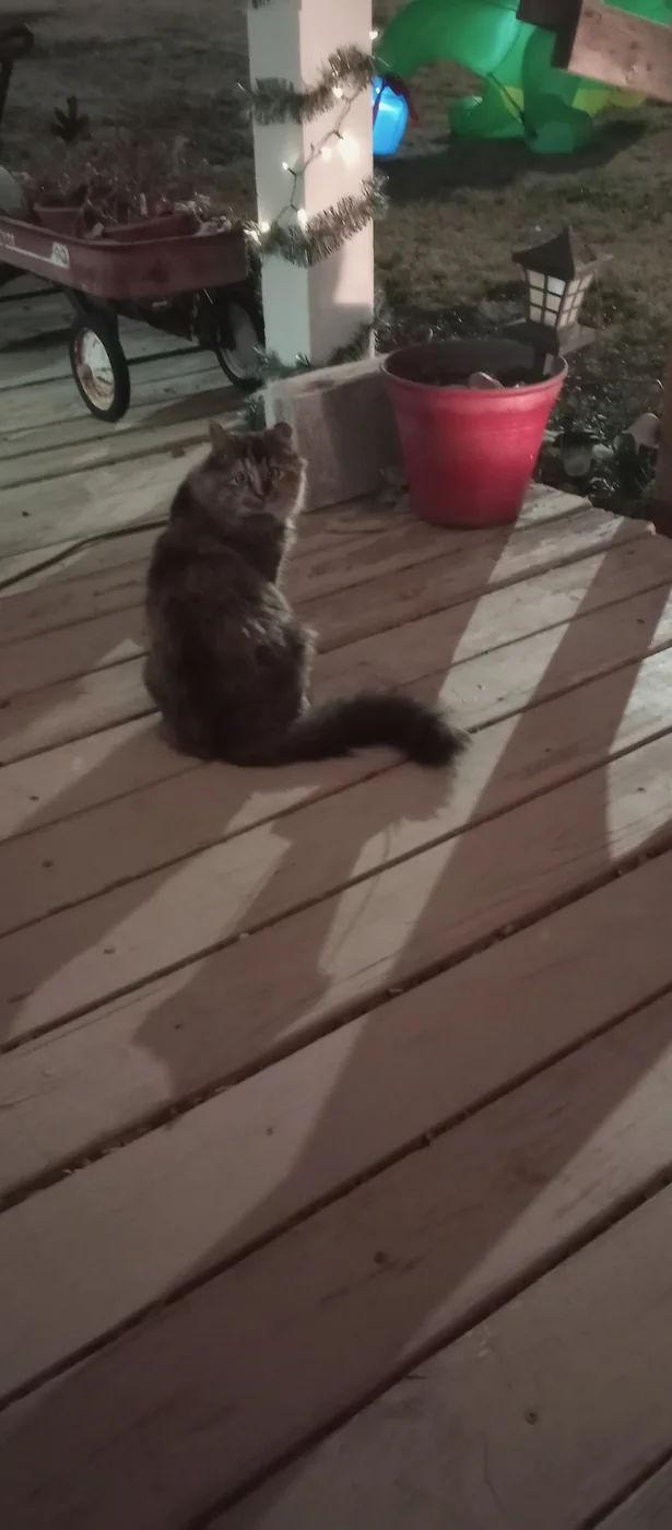 Dark-colored community cat sitting on a porch