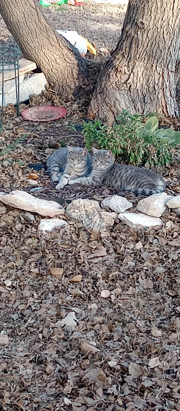 Community cat resting beside a tree