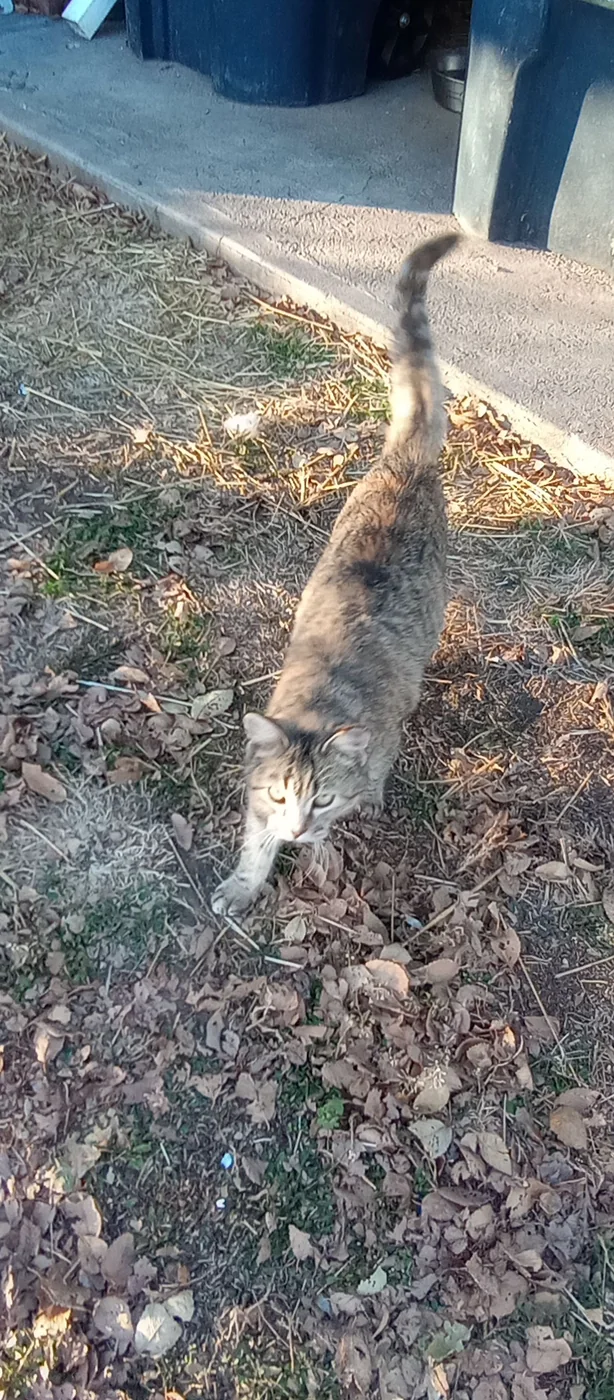 Tabby community cat standing outdoors