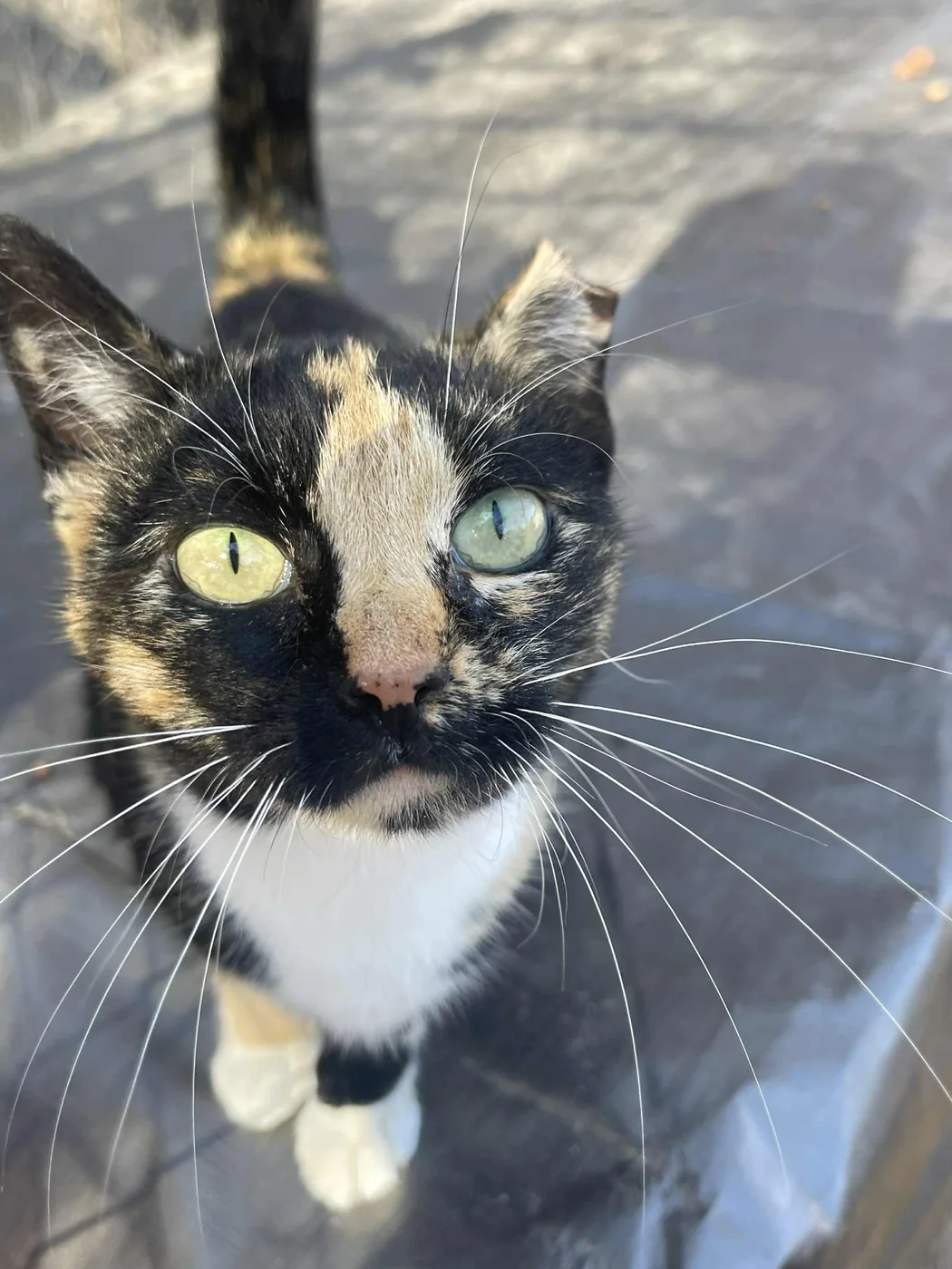 Black-and-white community cat looking up at the camera