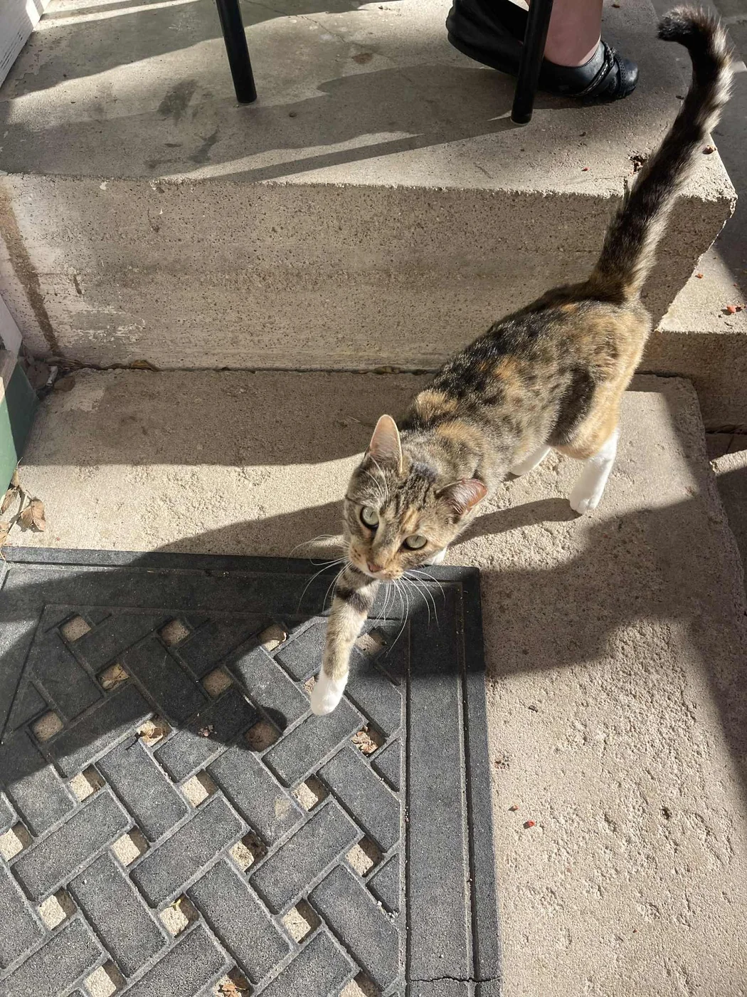 Tabby community cat resting on a porch